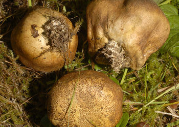 Gefelderter Kartoffelbovist (Scleroderma areolatum) - © Heinz Prelicz